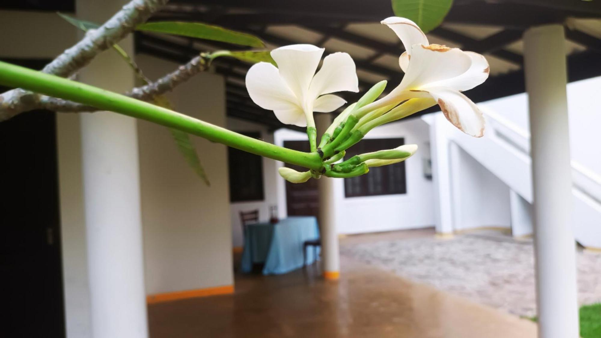 Greenery Lanka Villa Unawatuna Dış mekan fotoğraf